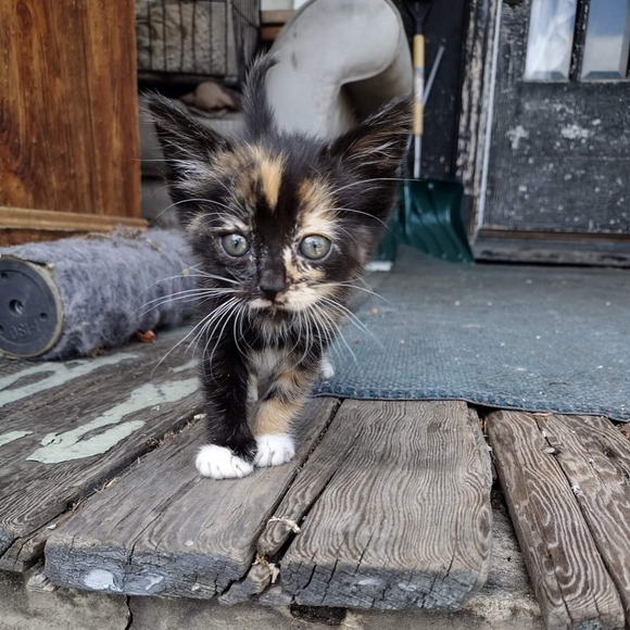 Meet your Posher, Nova - Picture 11 of 11